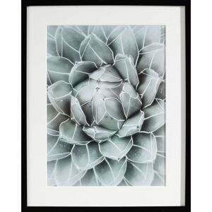 Obraz Succulents II 40x50xcm
