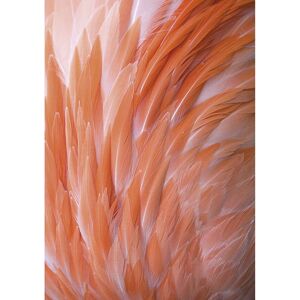 Obraz na plátně Flamingo Feathers